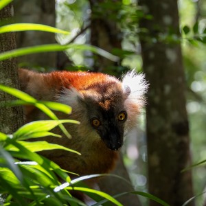 Fauna